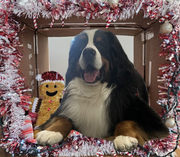 Happy Holidays from Gus!